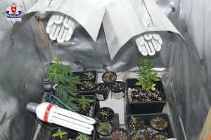 Zabezpieczone sadzonki