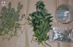 Zabezpieczone rośliny