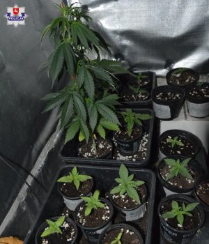 Zabezpieczone sadzonki