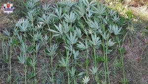 Rośliny marihuany leżące na ziemi