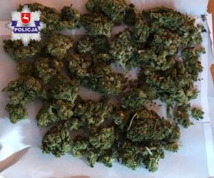 Susz marihuany na białej kartce papieru.