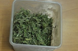 Susz marihuany w plastikowym pudełku