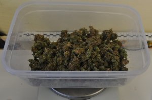 Susz marihuany w plastikowym pojemniku