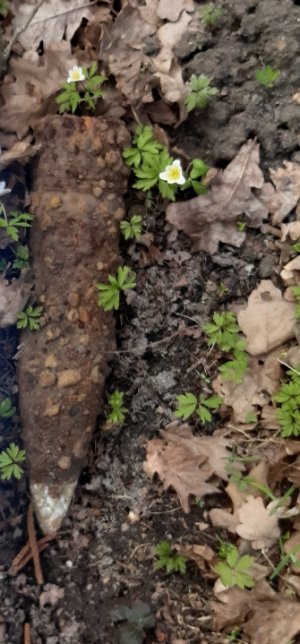 Skorodowany pocisk artyleryjski leżący na ziemi