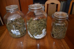 Trzy szklane słoiki z zawartością marihuany