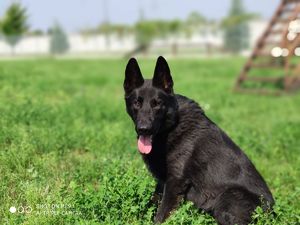 Policyjny pies rasy owczarek niemiecki.