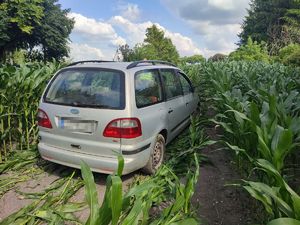 Samochód w polu kukurydzy.