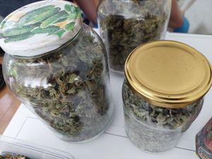 Susz marihuany w szklanych słojach