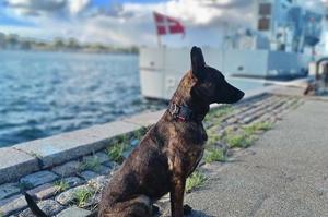 Policyjny pies rasy owczarek holenderski.