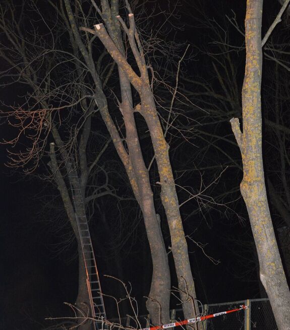 Pnie drzew i oparta na jednym z nich drabina